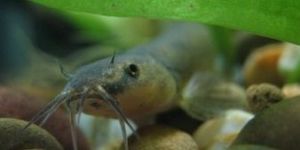 平頭平鰍 平頭平鰍