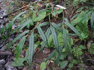 窄葉冷地衛矛 窄葉冷地衛矛