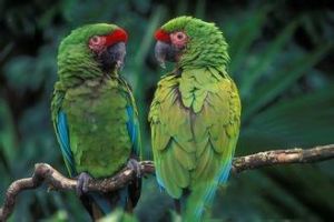 軍艦金剛鸚鵡 軍艦金剛鸚鵡