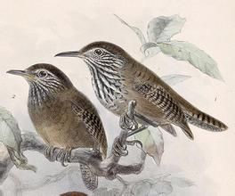 紋胸葦鷦鷯 紋胸葦鷦鷯