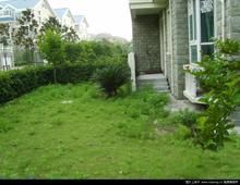 昌鑫花園 昌鑫花園