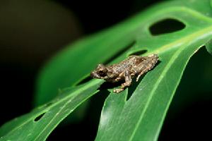 鋸腿小樹蛙 鋸腿小樹蛙
