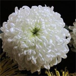 大頭毛鱗菊 大頭毛鱗菊