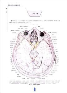 《危險穴位臨床解剖學》 《危險穴位臨床解剖學》