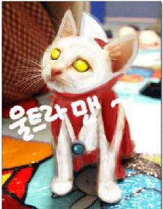 慘遭惡搞的可愛百變貓咪