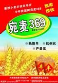 宛麥369 宛麥369