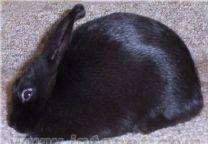 （圖）夏溫拿兔