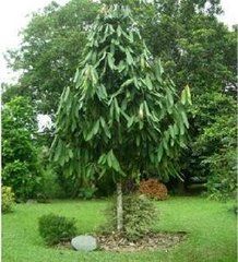 密花紅光樹 密花紅光樹