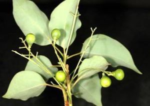 台南星（原變種）