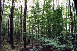 （圖）別爾哥羅德州闊葉林