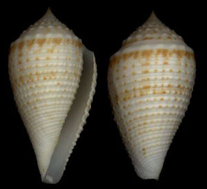 羅蘭芋螺 羅蘭芋螺