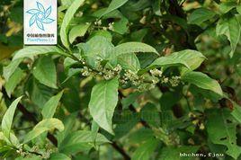 軟弱杜莖山 軟弱杜莖山