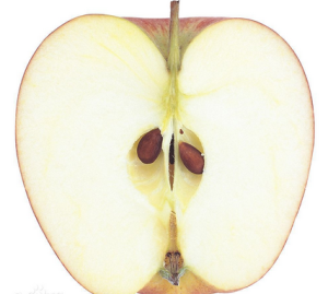 切開的蘋果