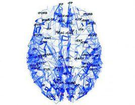 大腦網路地圖