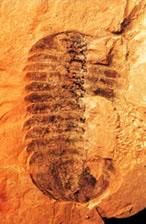 古生物鐘 古生物鐘