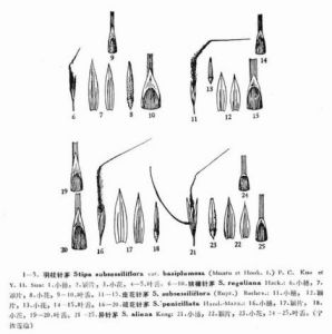羽柱針茅 羽柱針茅
