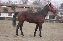 純血種馬 純血種馬