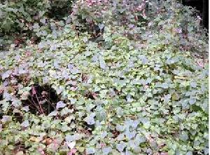 拉鋸戰，本地土生植物和紫莖澤蘭纏鬥