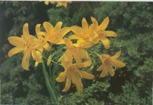 折葉萱草 折葉萱草