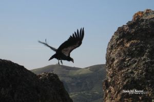 飛行中的加州神鷲