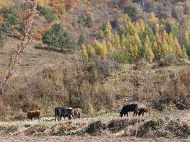 大海陀鄉 大海陀鄉