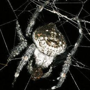 達爾文樹皮蜘蛛