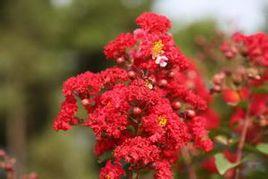 美國紅火箭紫薇 美國紅火箭紫薇