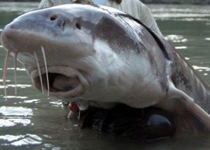 尖吻喙鱸 尖吻喙鱸