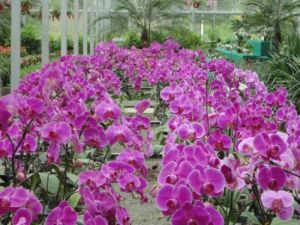 維斯特農業示範觀光園 維斯特農業示範觀光園