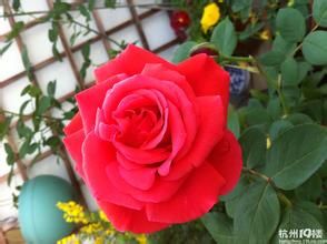 中國紅玫瑰 中國紅玫瑰