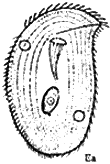 鯉斜管蟲