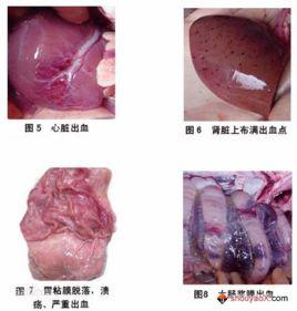 豬腦心肌炎病 豬腦心肌炎病