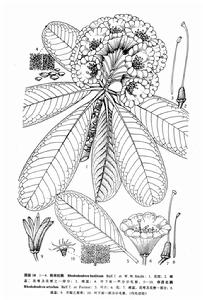 粗枝杜鵑 粗枝杜鵑