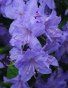 毛肋杜鵑 毛肋杜鵑