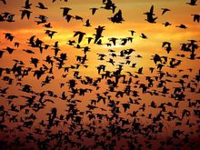 鳥類遷徙
