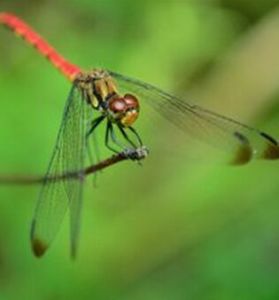 羅城彎尾春蜒 羅城彎尾春蜒