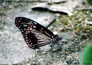 黑絹斑蝶