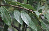 四川釣樟 四川釣樟