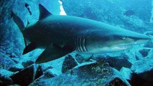 銀川海洋館 銀川海洋館