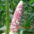 興花糯1號 興花糯1號