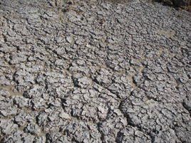 土壤板結 土壤板結