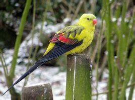 統治鸚鵡普通亞種 統治鸚鵡普通亞種