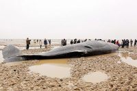 3·16江蘇鹽城鯨魚擱淺事件 3·16江蘇鹽城鯨魚擱淺事件