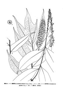 峨眉貫眾 （墨線圖）