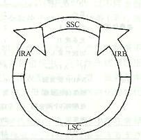 （圖）葉綠體基因組