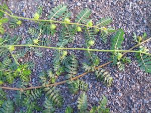 蒺藜，攝影：孫力。