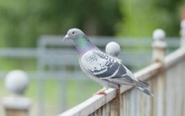 啊,小鴿子 啊,小鴿子