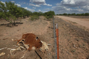 　7月25日，美國德克薩斯州聖安吉洛市，農場裡奶牛的殘骸。