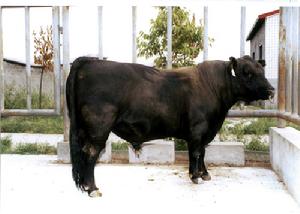 日本和牛 日本和牛