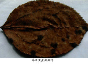 蘋果黑星菌 蘋果黑星菌